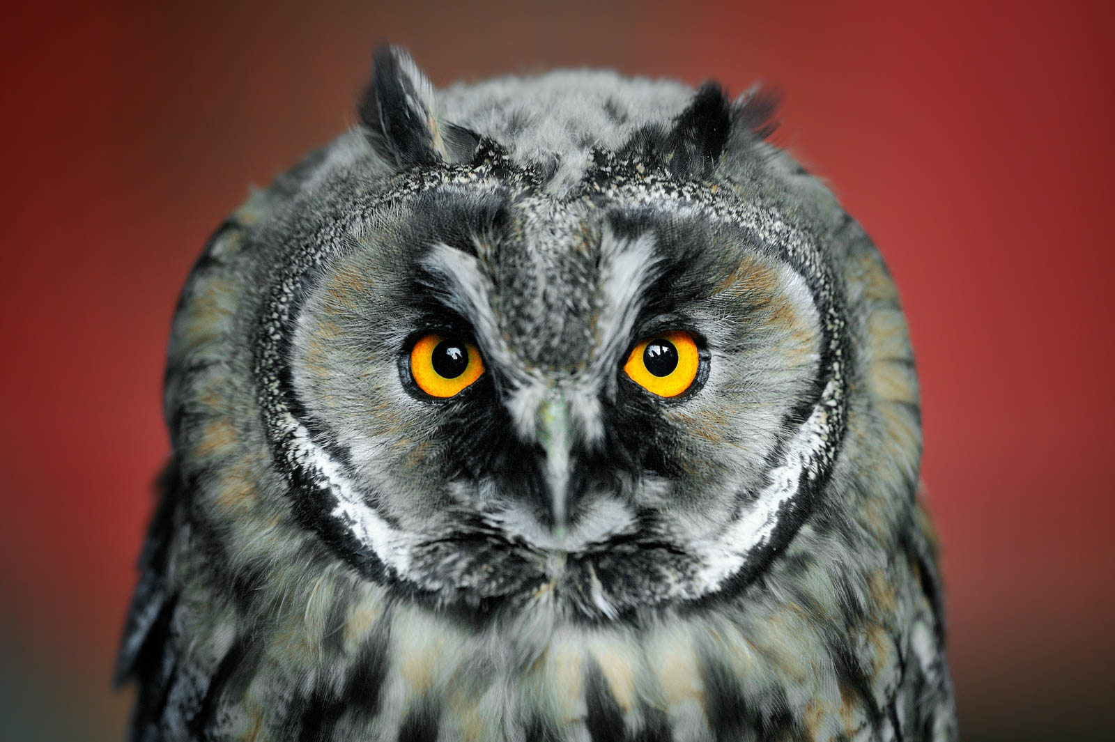 Eurasian Eagle Owl   Bubo Bubo DFX6890 2 Pixcube
