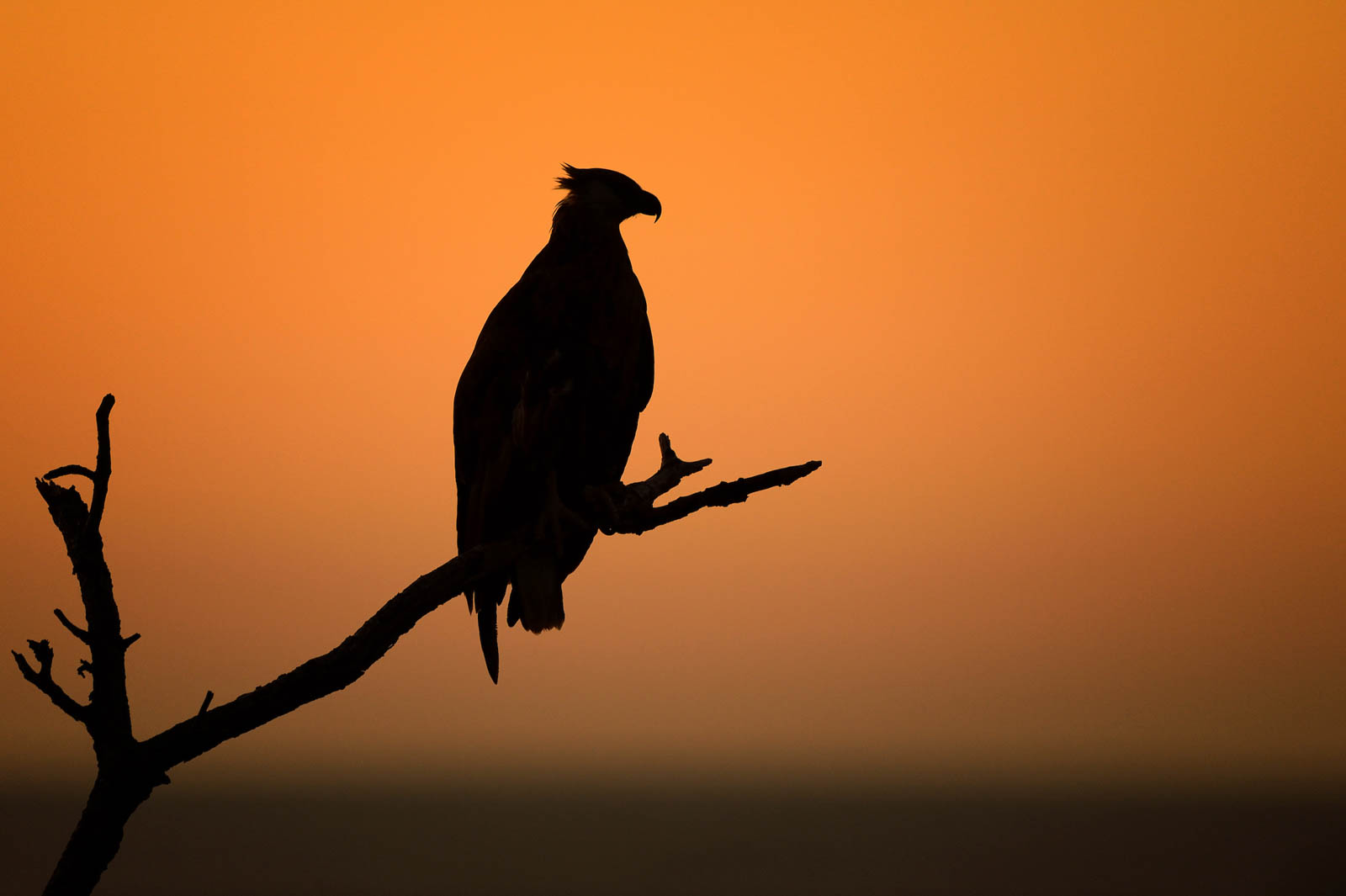 Madagascan Fish Eagle   Haliaeetus VociferoidesDSC 9119 11 Pixcube