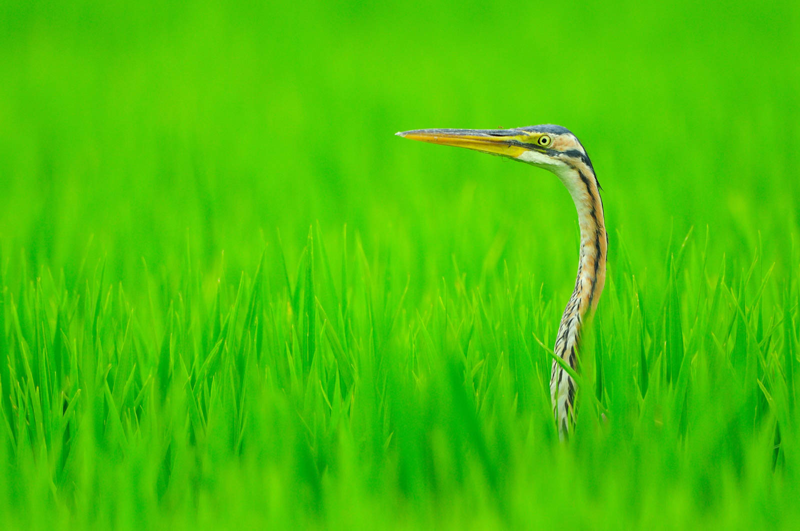 Purple Heron   Ardea Purpurea DDX7357 3 Pixcube