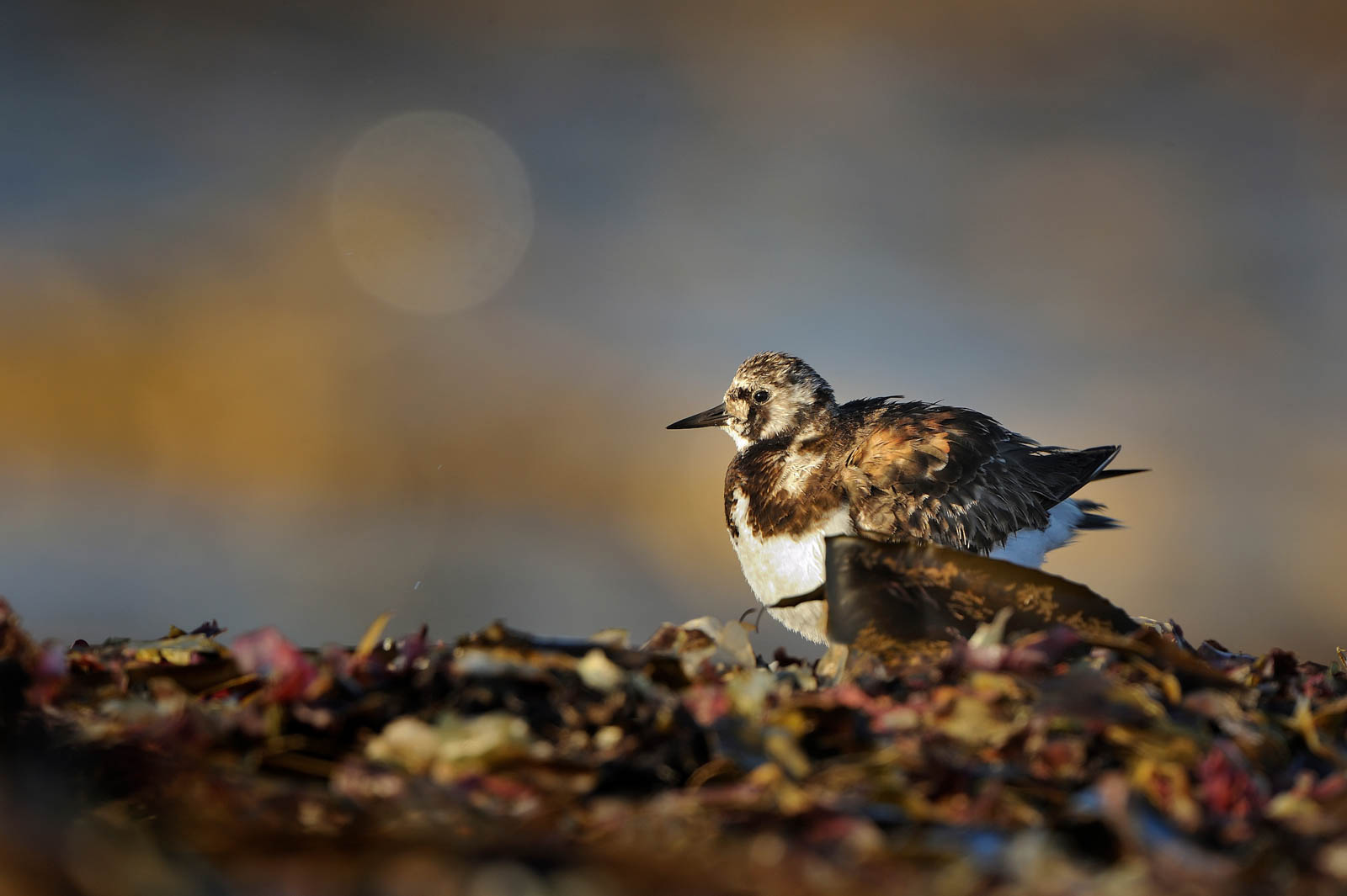 Ruddy Turnstone   Arenaria Interpres DSC6757 6 Pixcube