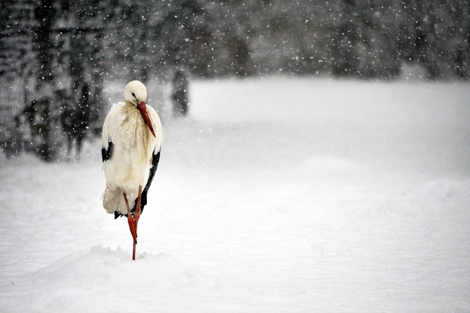 White Stork   Ciconia Ciconia 1 Pixcube