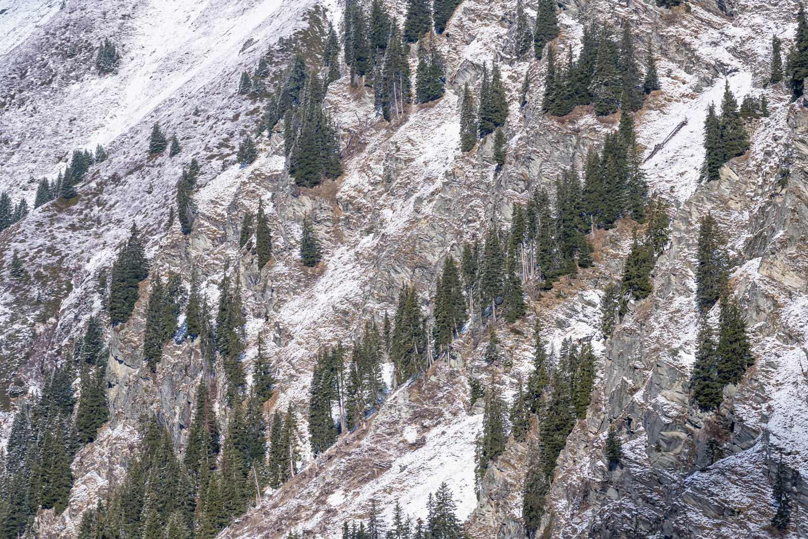Wild Engadin 2023