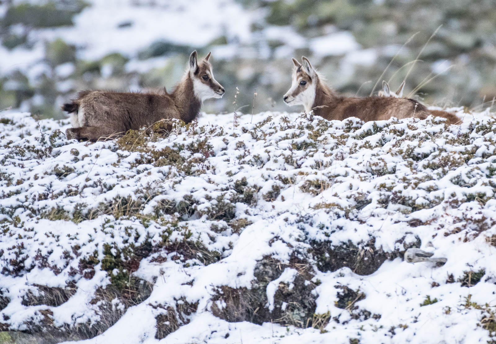 Wild Engadin 2023