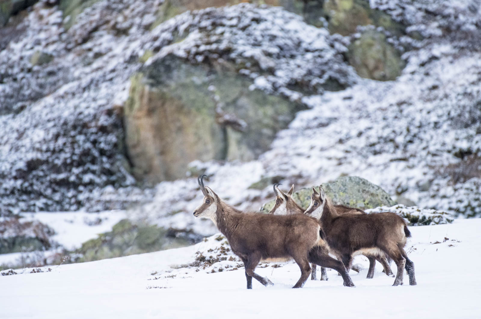 Wild Engadin 2023