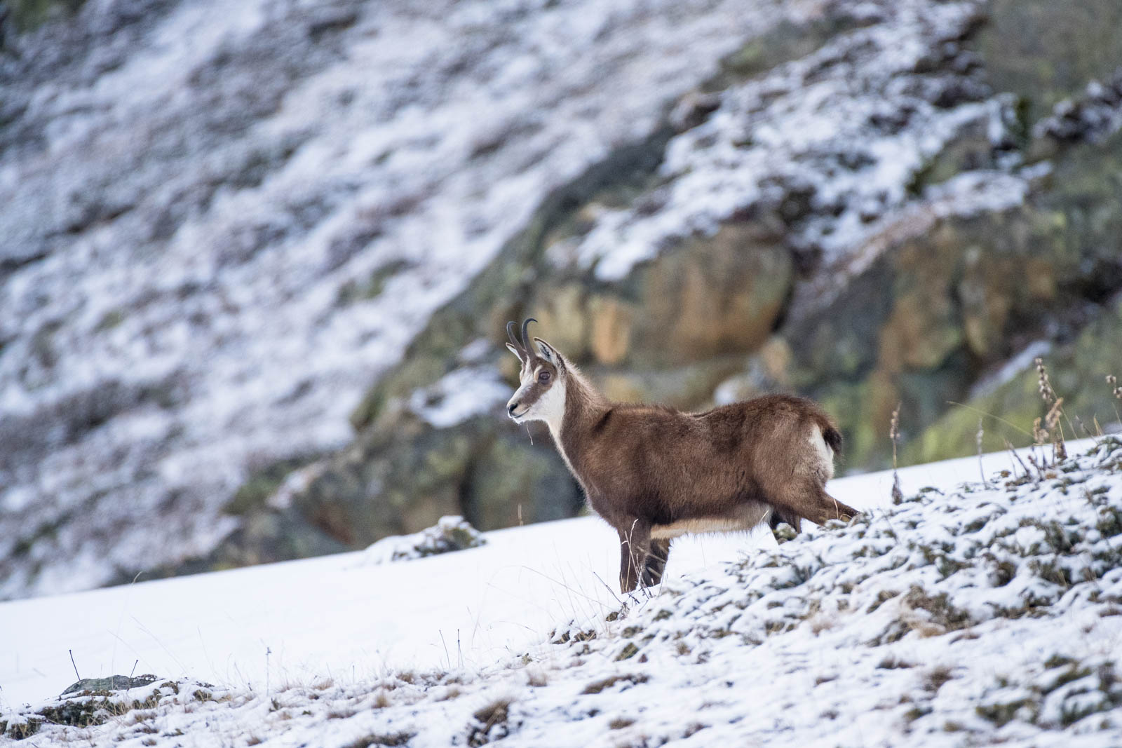 Wild Engadin 2023