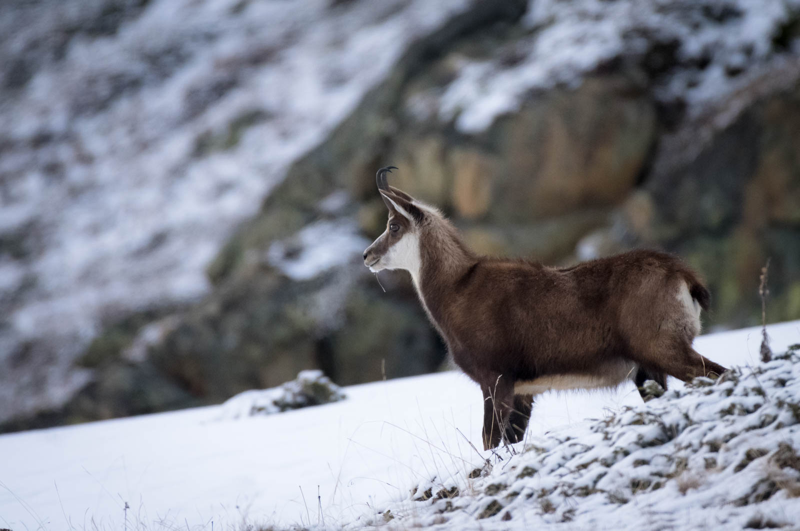 Wild Engadin 2023