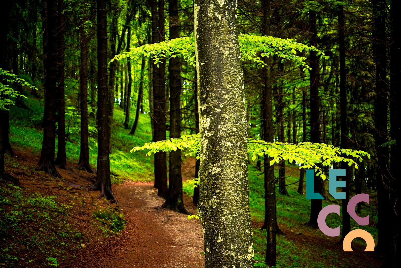 LECCO LAND OF COLORS - ITINERARI NEL  BOSCO