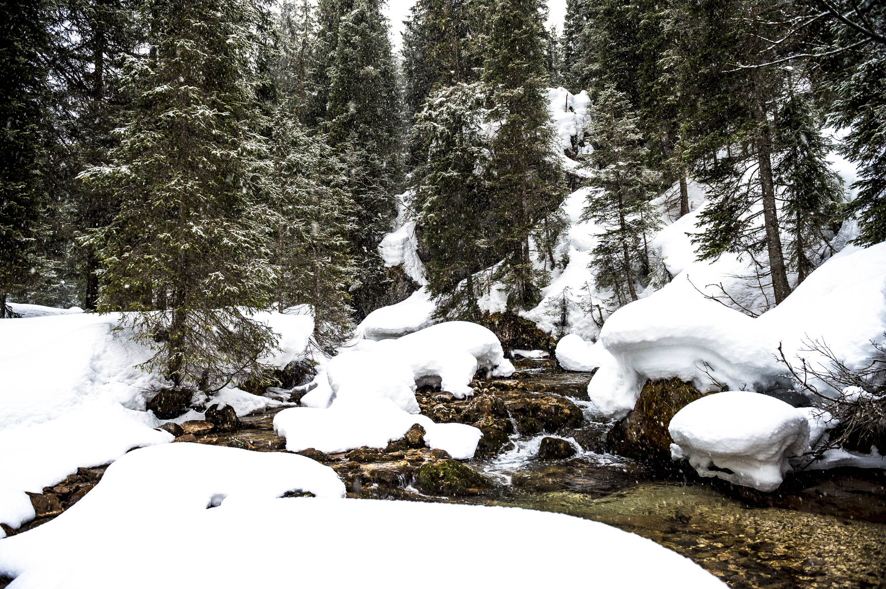 Le foreste in invernale