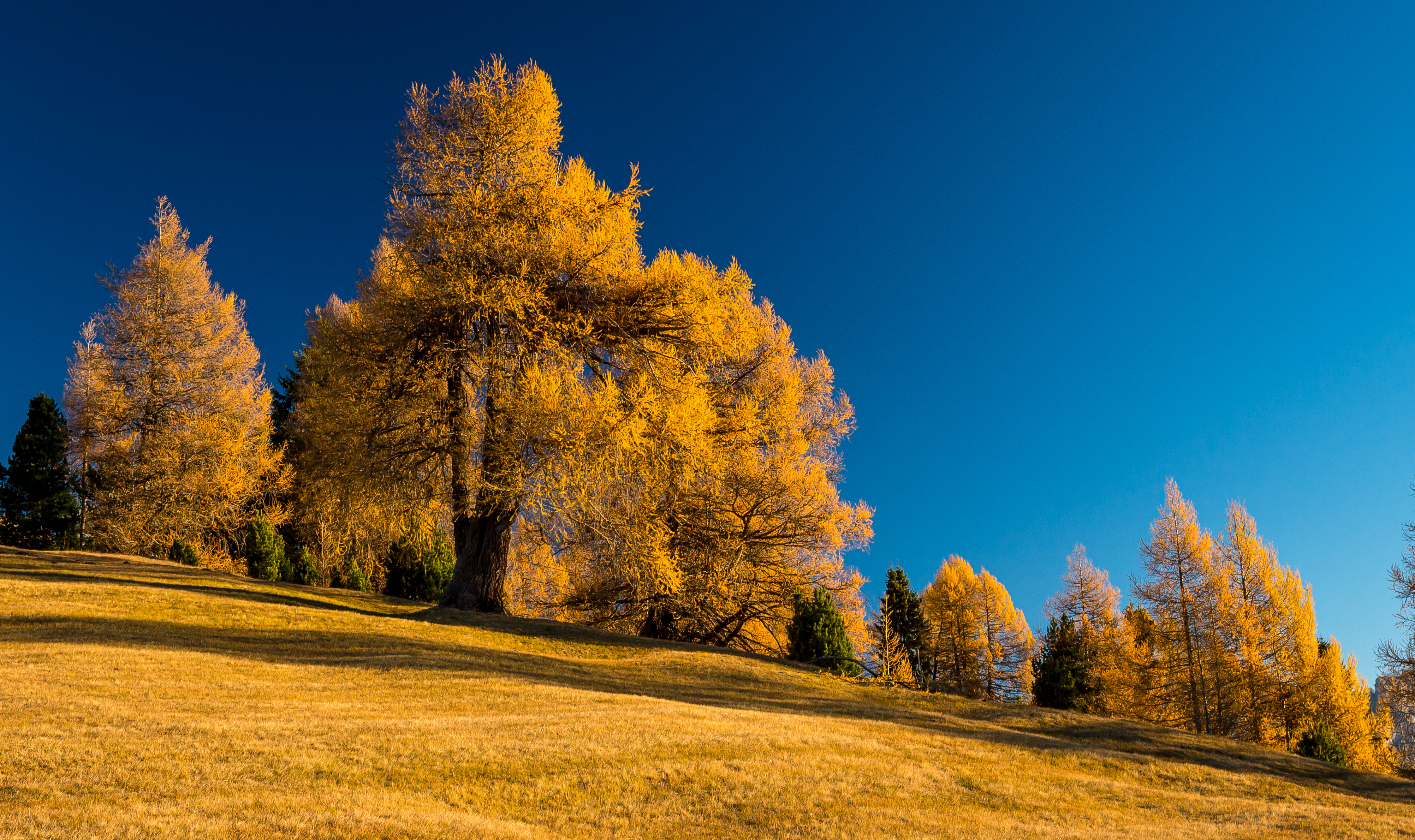 Esplode l'autunno , Yellow & Blue