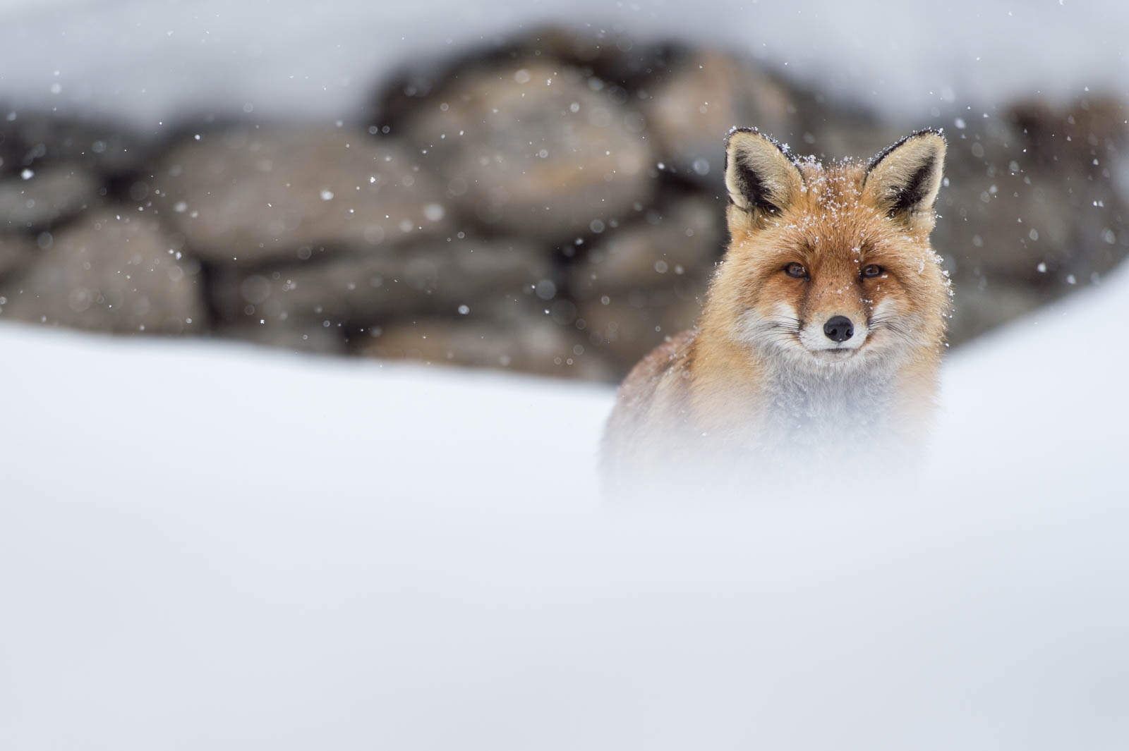 per fotografare la fauna invernale