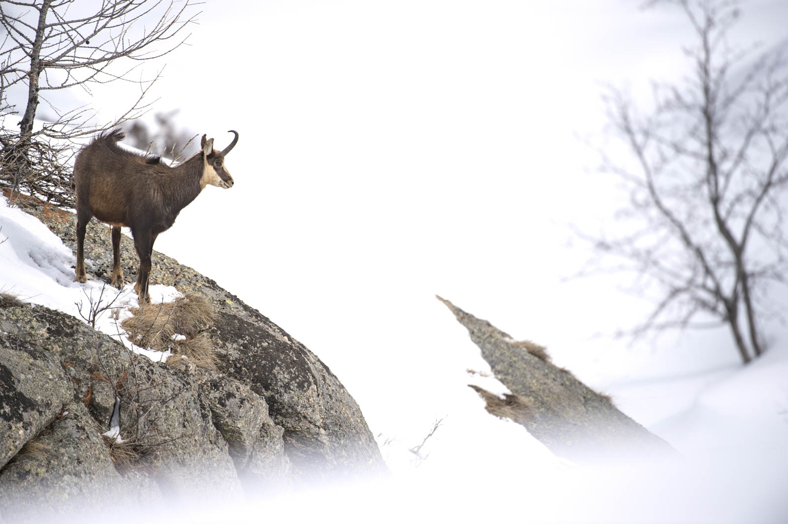 Parco Naz. Gran Paradiso Ed. 2024