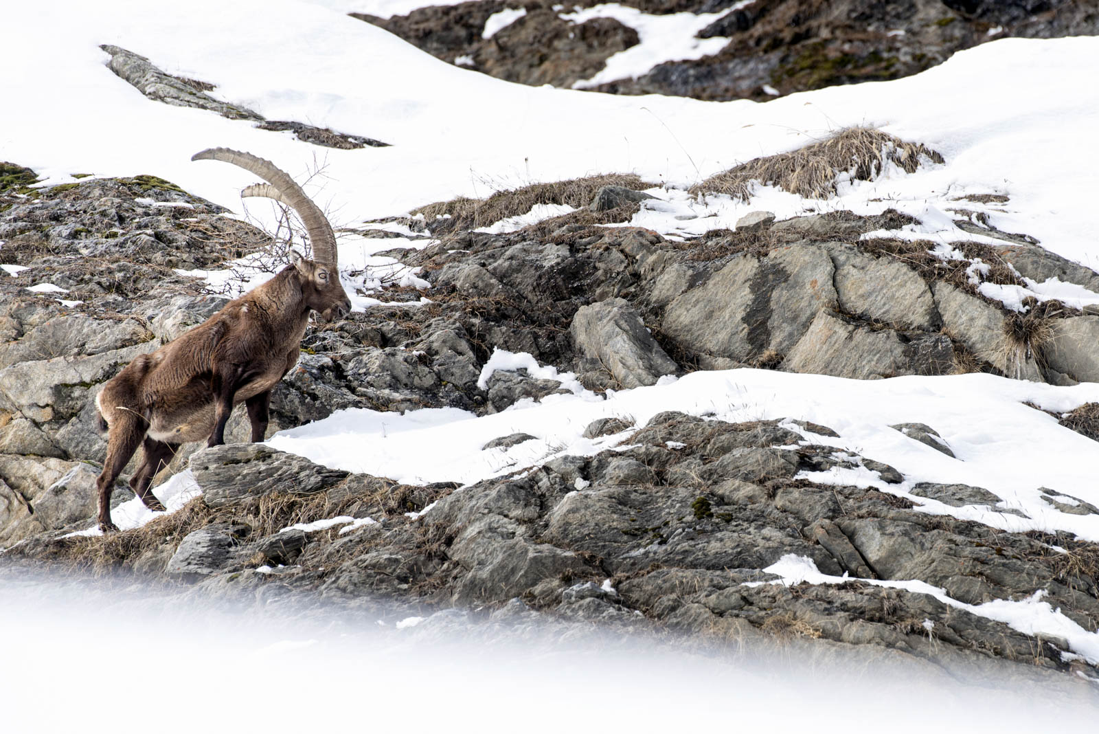 Parco Naz. Gran Paradiso Ed. 2024