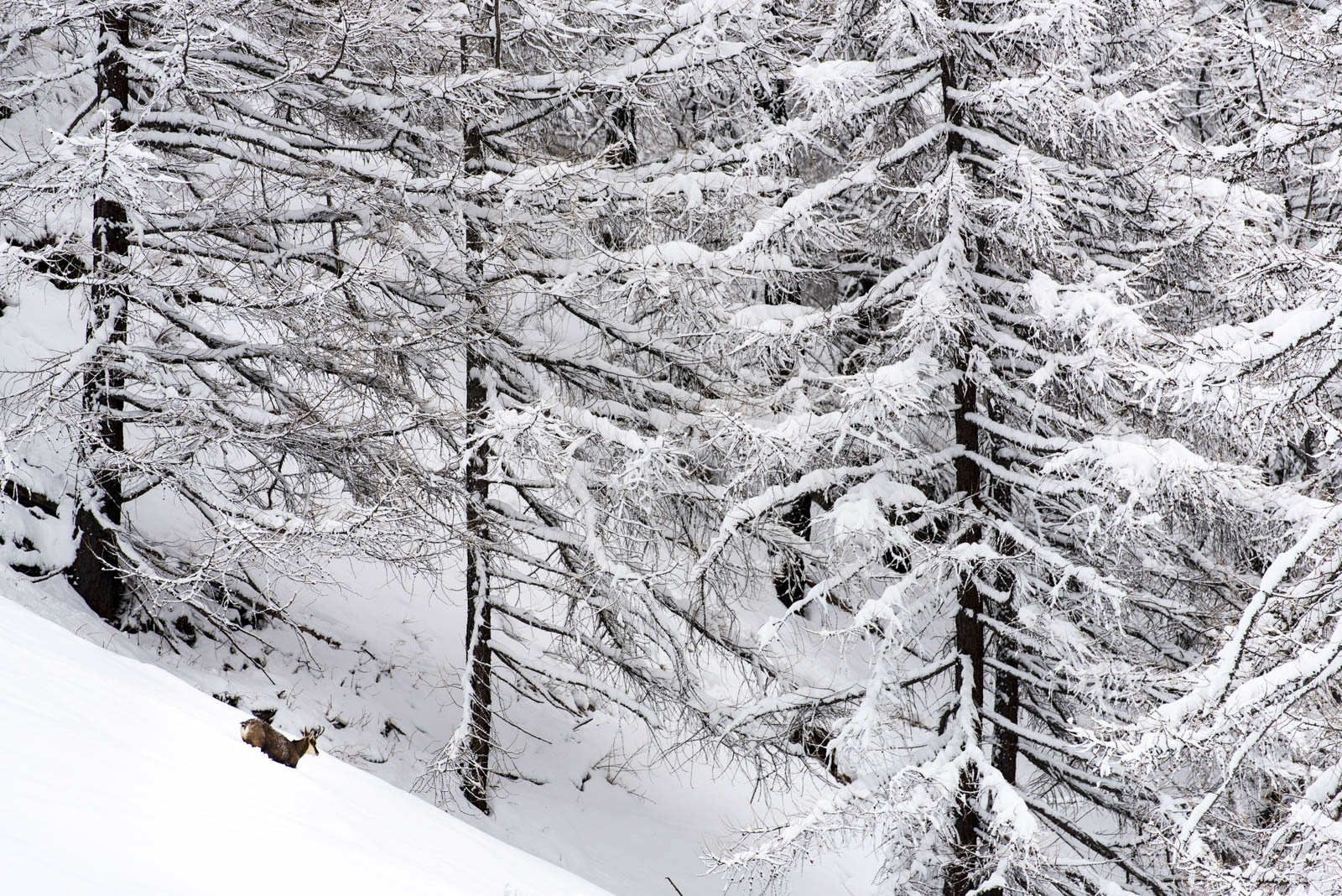 NEW!! Parco Naz. Gran Paradiso Ed. 2024