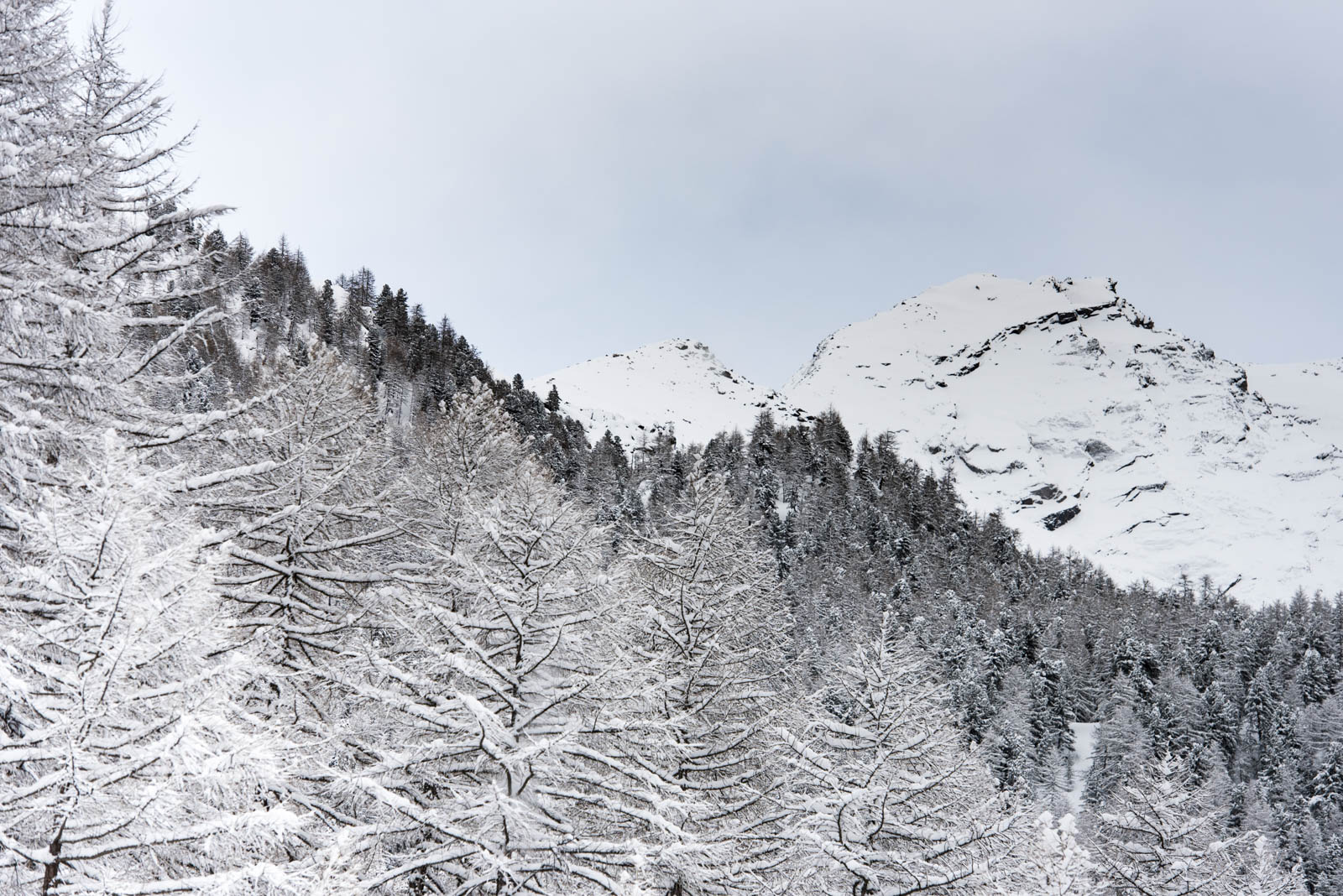 Parco Naz. Gran Paradiso Ed. 2024