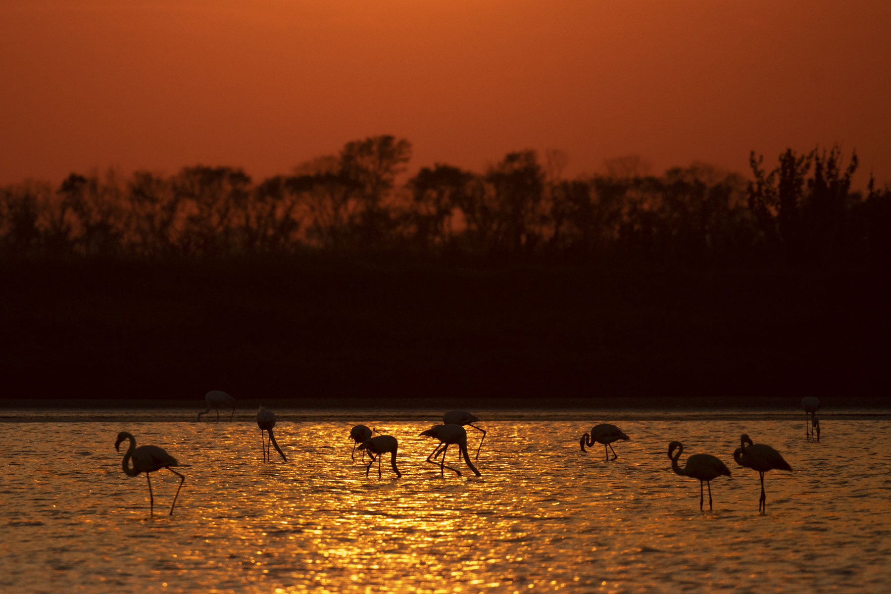 Parco Delta del Po 2024